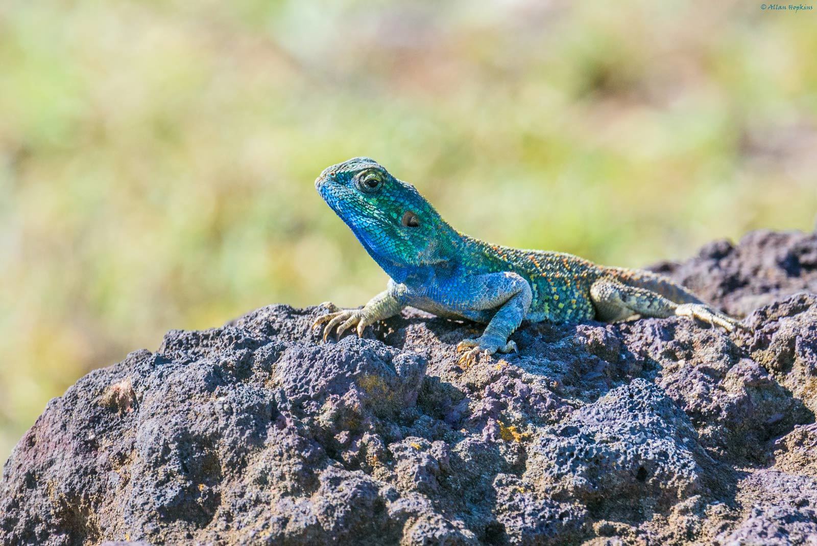 Blacknecked Agama iSafiri